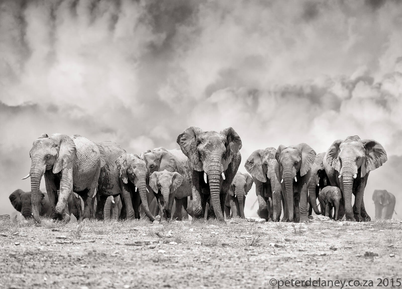 Black and White Animals Photography by Peter Delaney