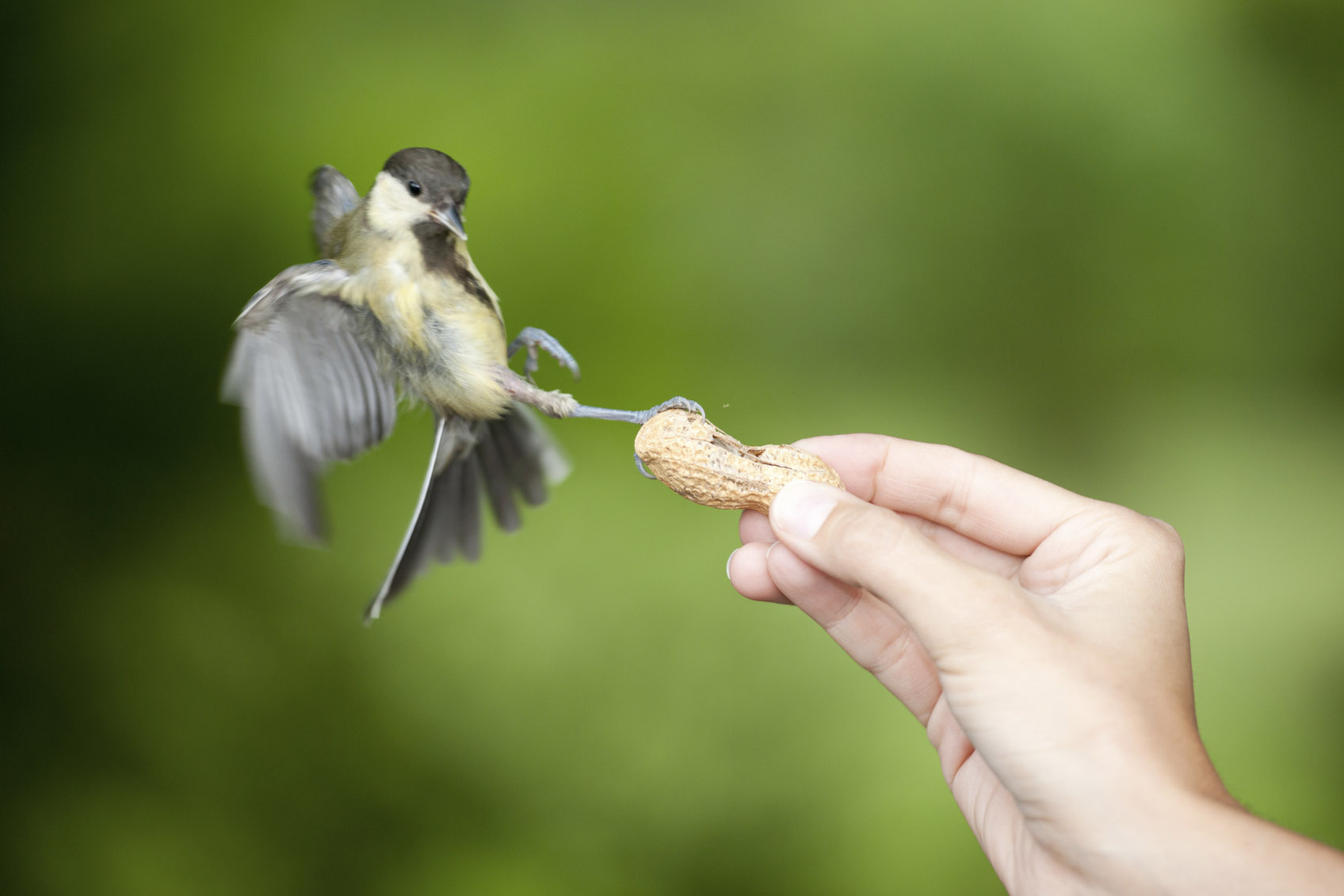 How to Attract Birds to your Garden