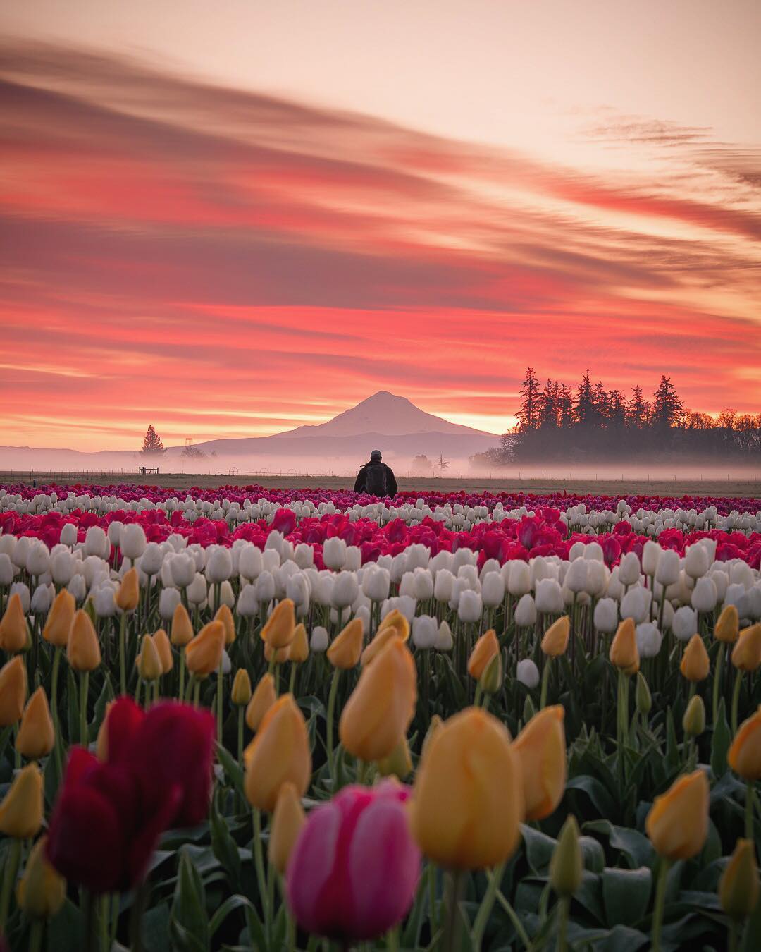 Jake Egbert Captures The Beauty at The Wooden Shoe Tulip Festival in Oregon