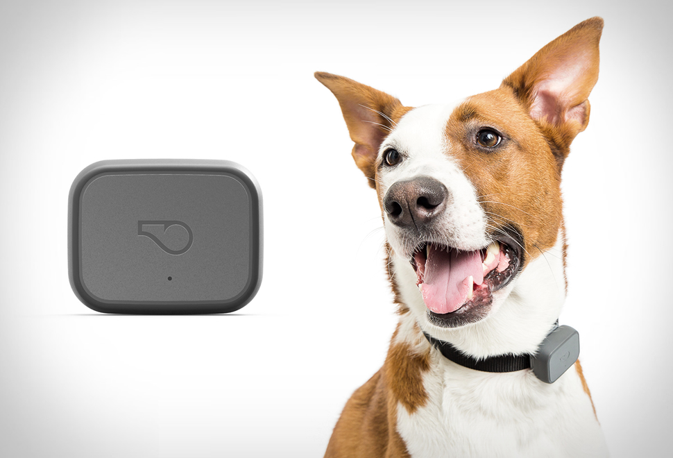 whistle gps pet tracker whistle gps pet tracker